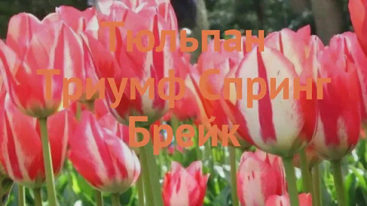 Тюльпан обыкновенный Спринг Брейк (tyulpan) 🌿 обзор: как сажать, луковицы тюльпаны Спринг Брейк
