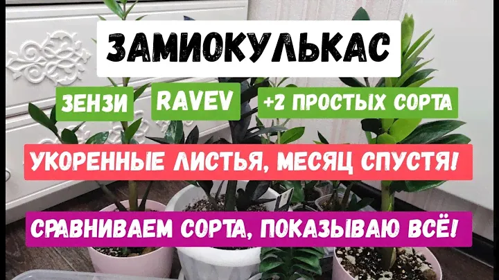 ЗАМИОКУЛЬКАС ЗЕНЗИ, ЗАМИОКУЛЬКАС RAVEN БОЛЬШОЙ ОБЗОР, Сравниваем сорта, Показываю все без секретов!