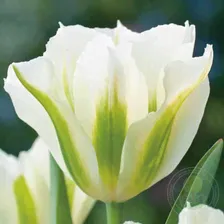 Тюльпан Спринг Грин (Tulipa Spring Green)