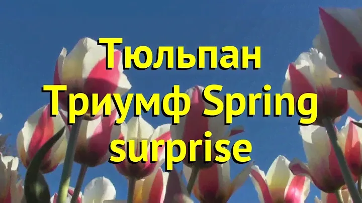 Тюльпан триумф Спринг Сюрпрайз. Краткий обзор, описание характеристик Spring surprise