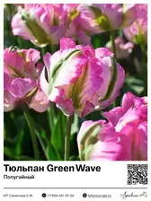 Тюльпан Green Wave (Попугайный)