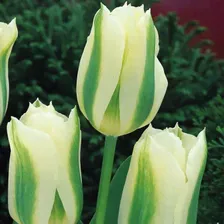 Тюльпан Спринг Грин (Spring Green), 10 шт