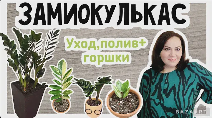 Замиокулькас. Обзор мини коллекции + уход и размножение