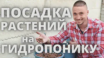 Посадка растений на гидропонику Пеностекло Кокосовый субстрат  агровата микрозелень