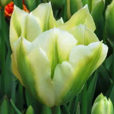 тюльпан Spring Green, Viridiflora