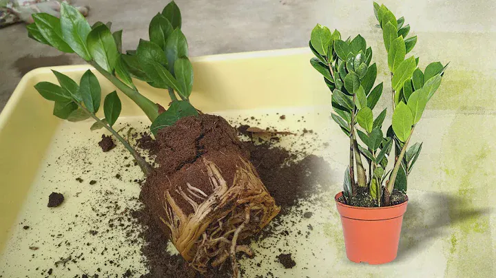 ЗАМИОКУЛЬКАС УХОД И ПЕРЕСАДКА 🌿 Что делать после покупки 🌿 Долларовое дерево
