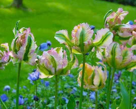 Тюльпан Грин Вейв (Tulipa Green Wave)