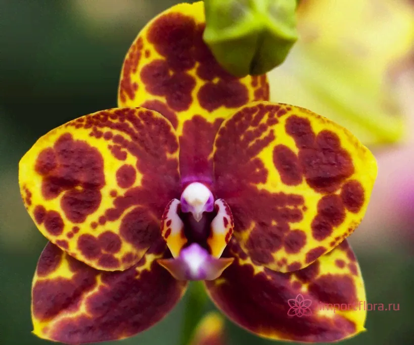 Phal. Green World-0