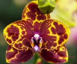 Phal. Green World