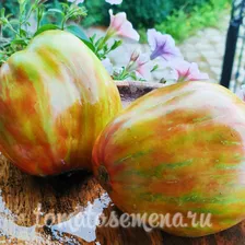 Зелёный тюльпан (Tulip green)